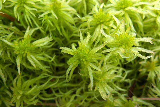 Sphagnum teres Ångström ex C. J. Hartman 1861的圖片