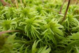 Image of sphagnum