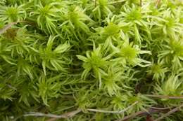 Image of sphagnum