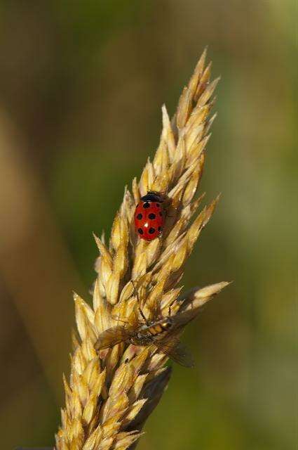 Sivun Coccinella kuva