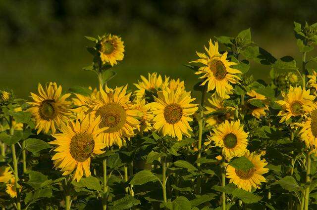 Image of sunflowers