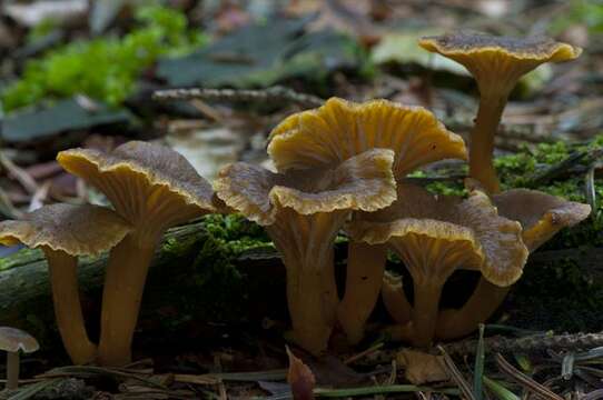 Image of Craterellus