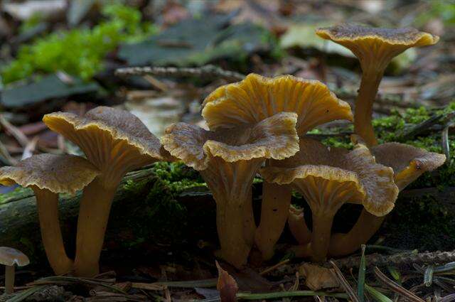 Image of Craterellus