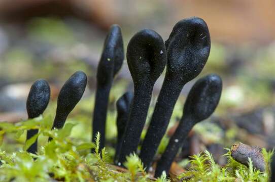 Image de Trichoglossum