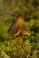 Image of waxcaps (fungi)