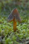 Image of waxcaps (fungi)