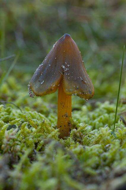 Image of waxcaps (fungi)