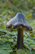 Image of waxcaps (fungi)