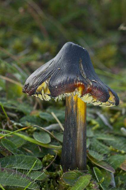 Image of waxcaps (fungi)