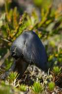 Image of waxcaps (fungi)