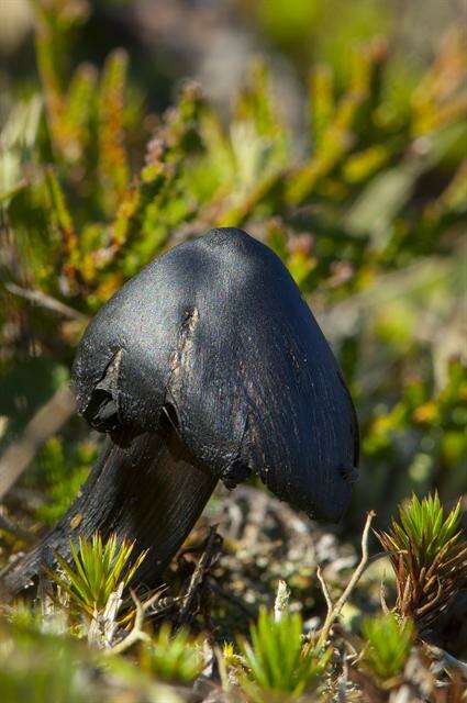 Image of waxcaps (fungi)