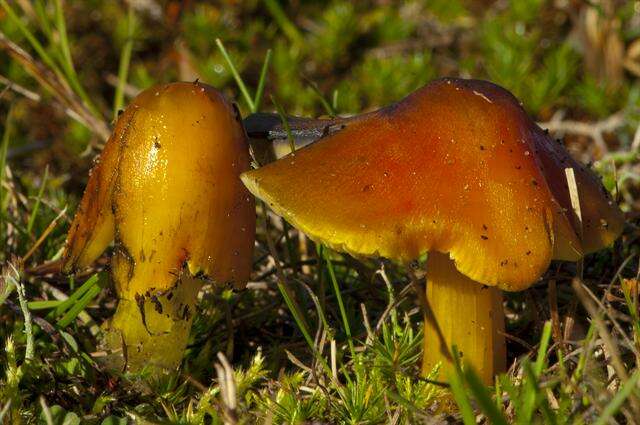 Image of waxcaps (fungi)