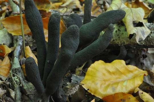 Image of Xylaria