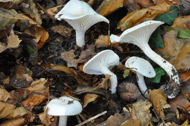 Image of Hygrophorus discoxanthus (Fr.) Rea 1908