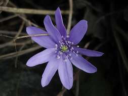 Plancia ëd Hepatica transsilvanica Fuss