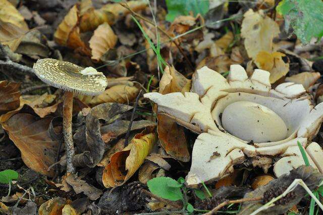 Image of Lepiota grangei (Eyre) Kühner 1934