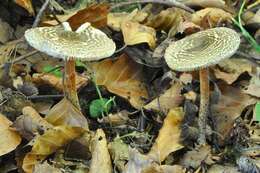 Image of Lepiota grangei (Eyre) Kühner 1934