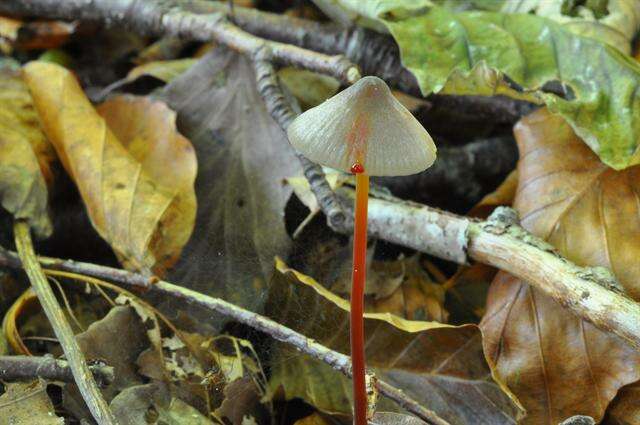 Image de Mycena crocata (Schrad.) P. Kumm. 1871