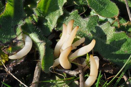 Clavaria falcata Pers. 1794 resmi