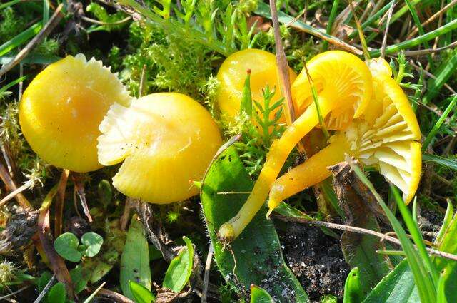 Image of waxcaps (fungi)