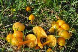 Hygrocybe resmi