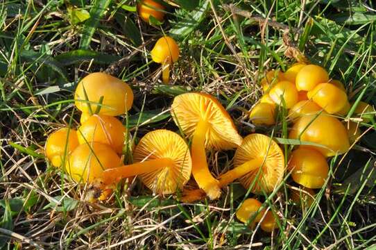 Hygrocybe resmi