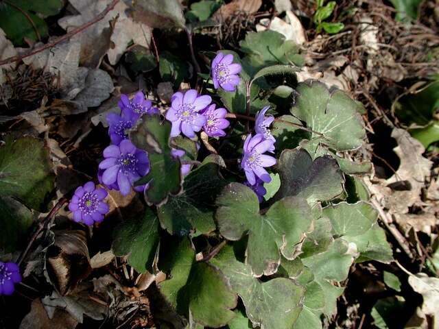 Plancia ëd Hepatica transsilvanica Fuss