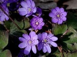 Plancia ëd Hepatica transsilvanica Fuss