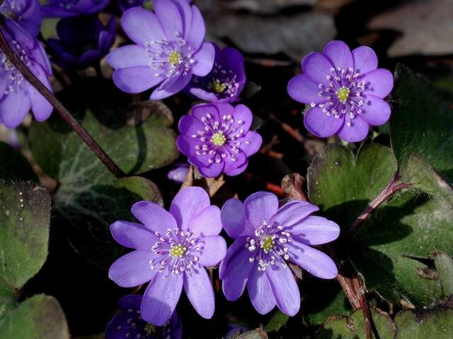 Plancia ëd Hepatica transsilvanica Fuss