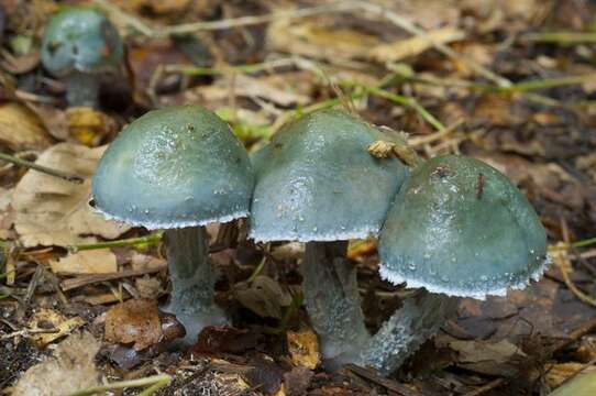 Image of Stropharia