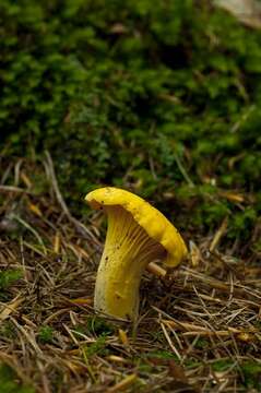 Image of Cantharellus