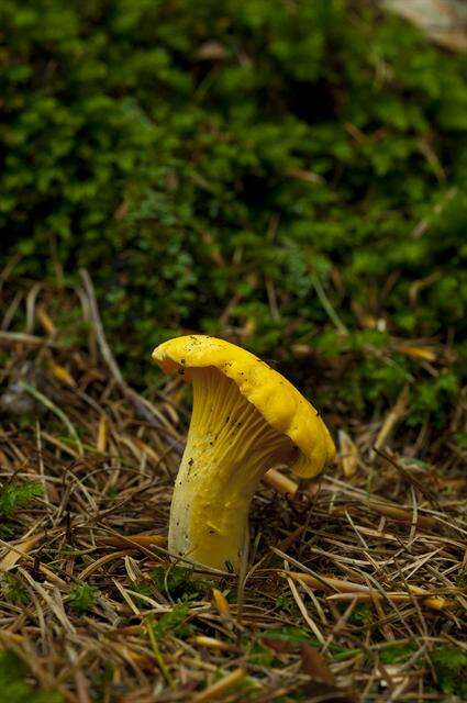 Image of Chanterelles