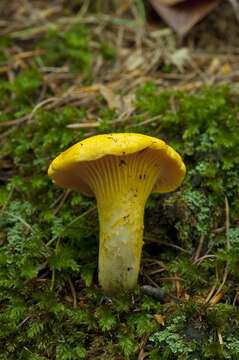 Image of Chanterelles