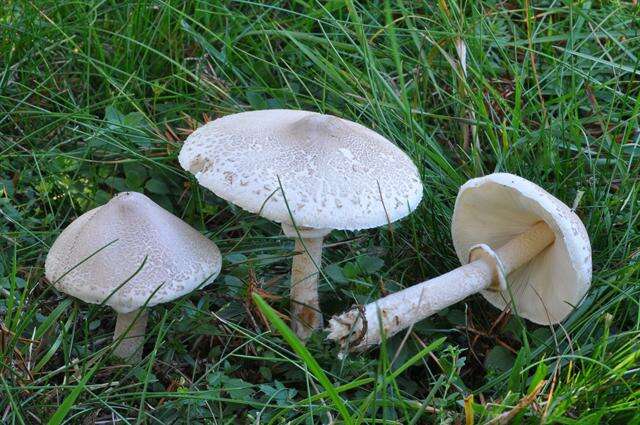 Image of Macrolepiota