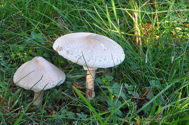 Слика од Macrolepiota