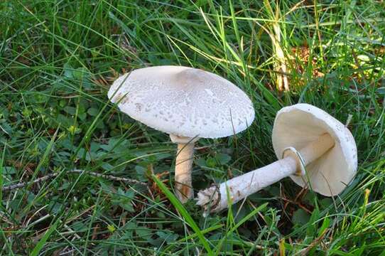 Image of Macrolepiota