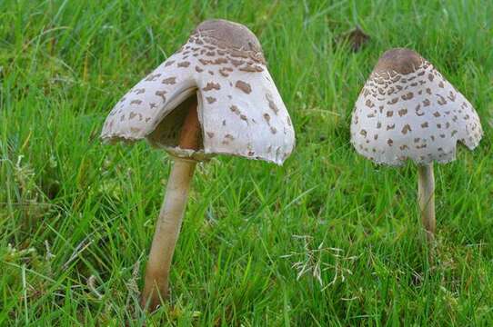 Image of Macrolepiota