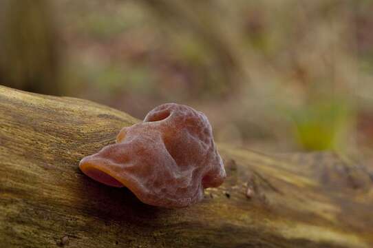 Image of Auricularia