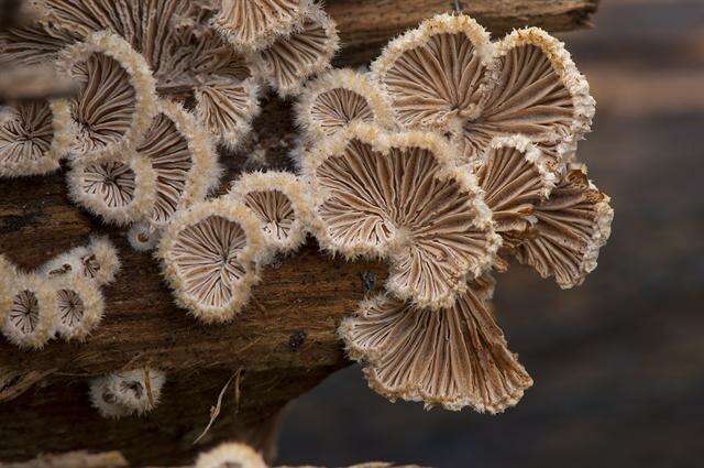 Image of Schizophyllaceae