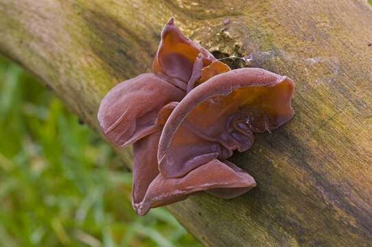 Image of Auricularia