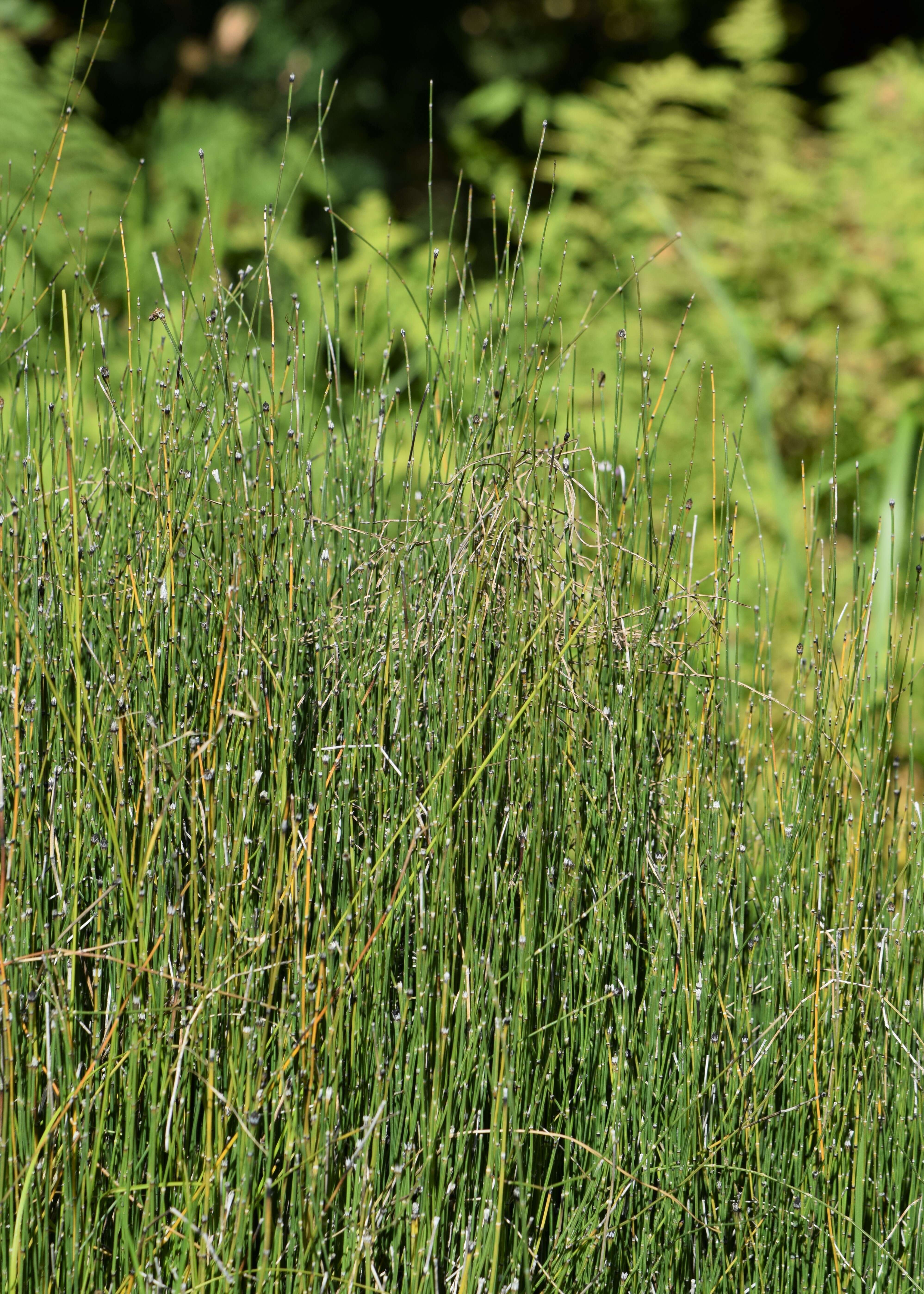 Image of variegated horsetail