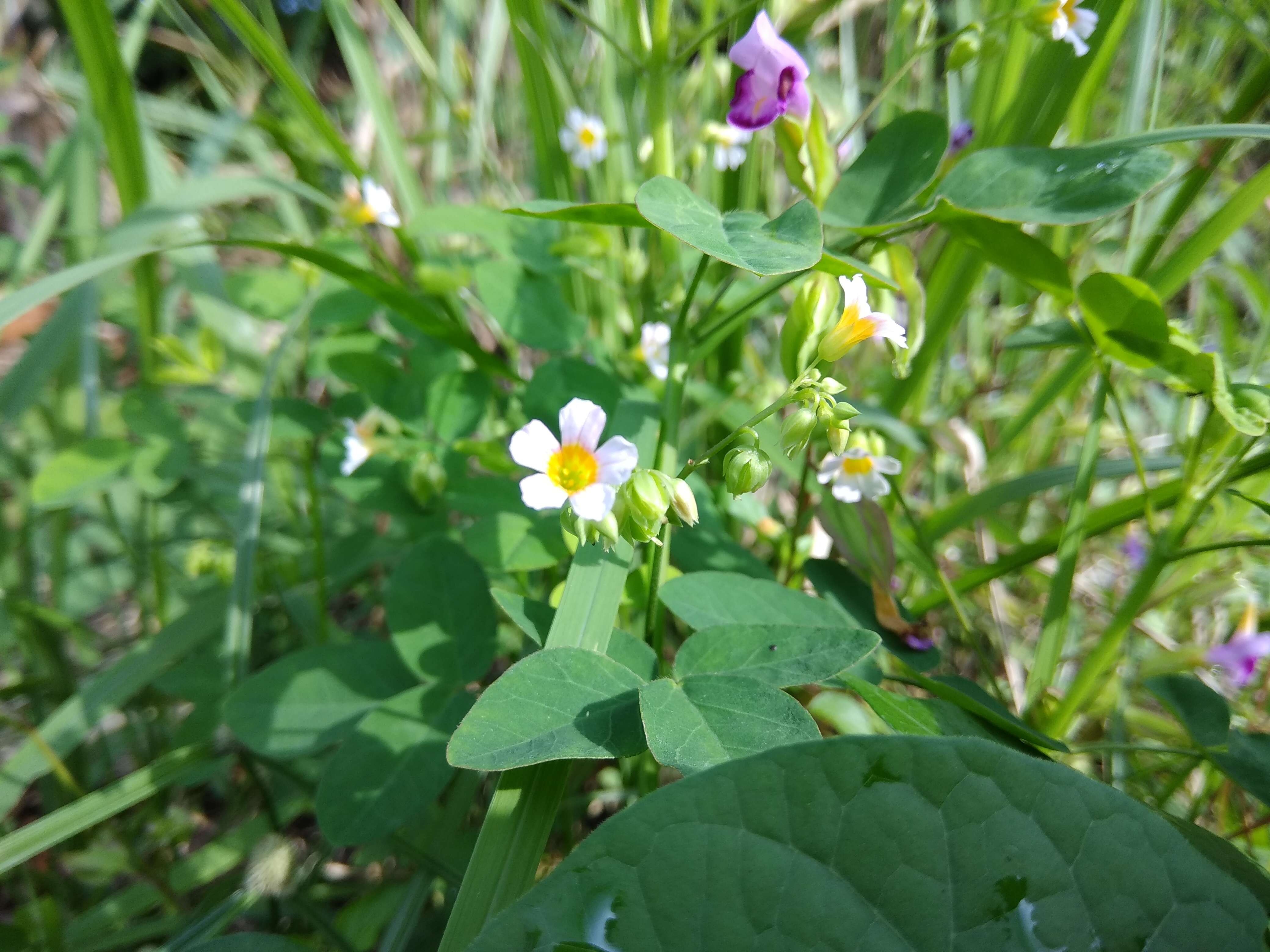 Imagem de Oxalis barrelieri L.