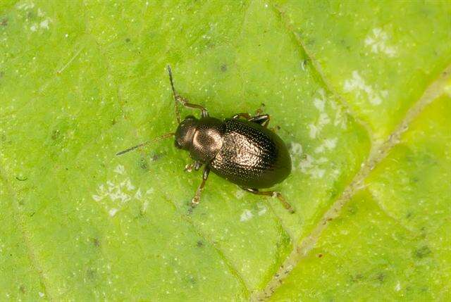 Image of <i>Chaetocnema hortensis</i>