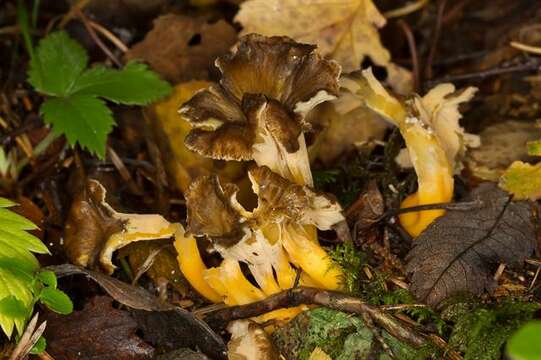 Image of Craterellus