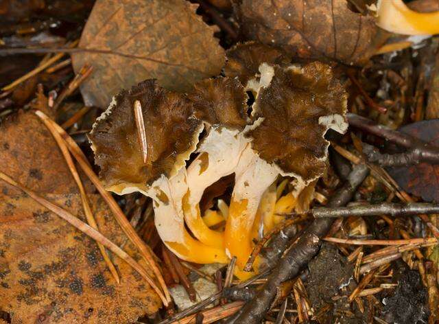 Image of Craterellus