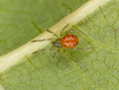 Image of Enoplognatha