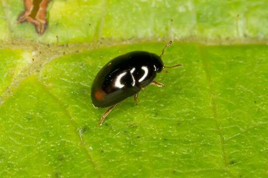 Image of shining flower beetles