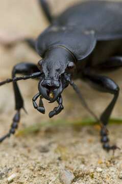 Image of true ground beetle genus