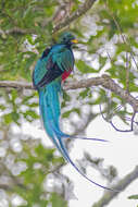 Image of Magnificent Quetzal