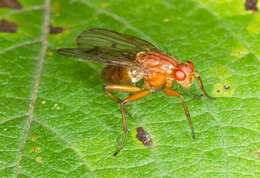 Image of dryomyzid flies